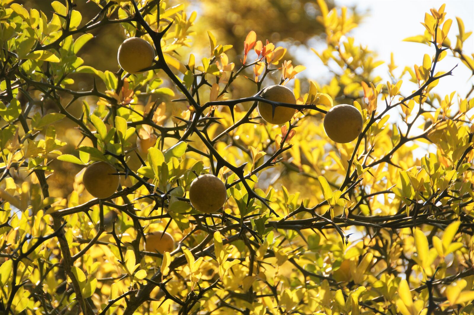 Sony SLT-A58 sample photo. Citrone n k, fruit photography