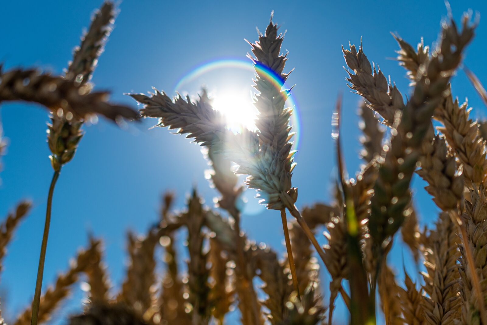 Nikon D500 sample photo. Wheat, wheat field, field photography