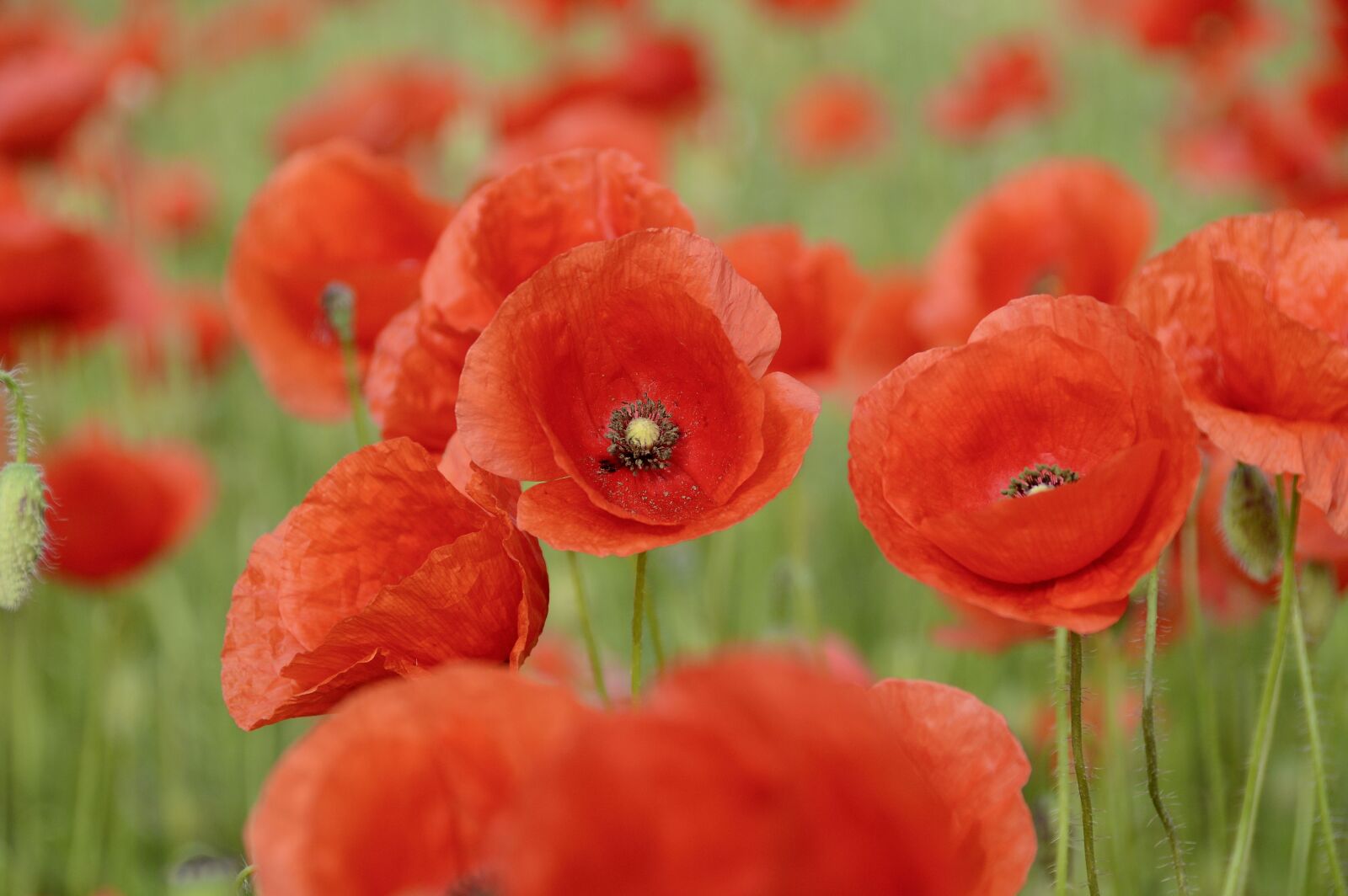 Nikon D3200 sample photo. Nature, poppy, flowers photography