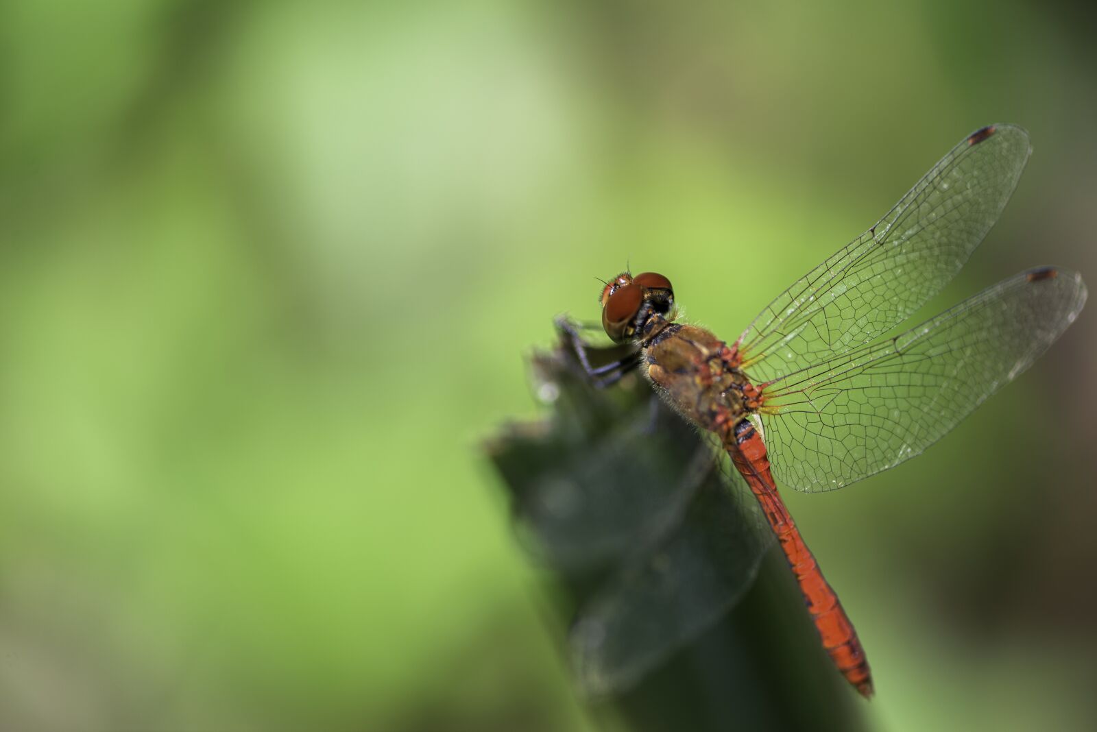 Nikon D610 sample photo. Macro, insect, insects photography