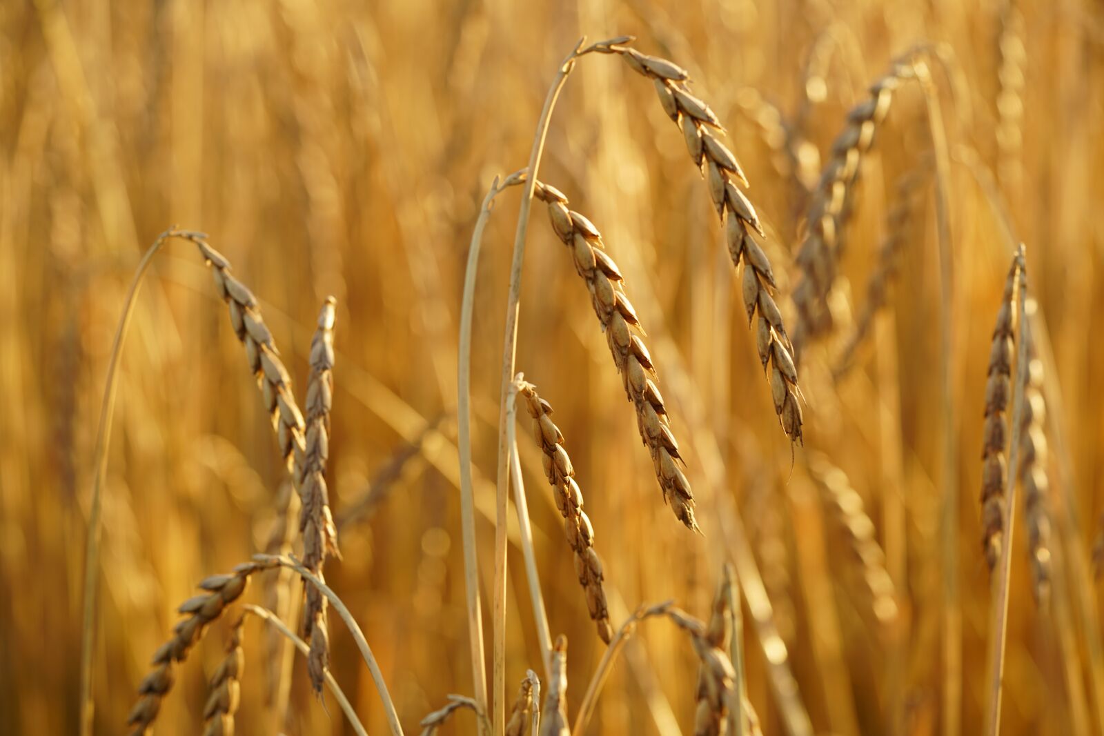 Sony a7R II + Sony FE 90mm F2.8 Macro G OSS sample photo. Spelt, grain, cereals photography