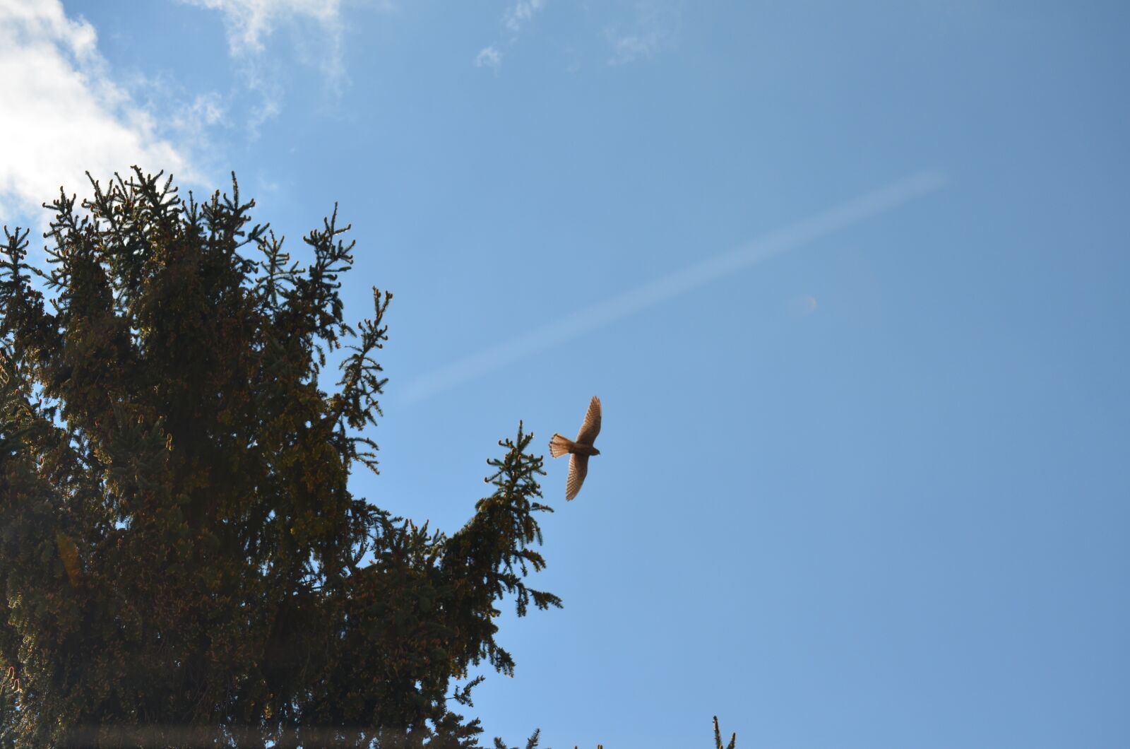 Nikon D5100 sample photo. Falcon, kestrel, bird photography