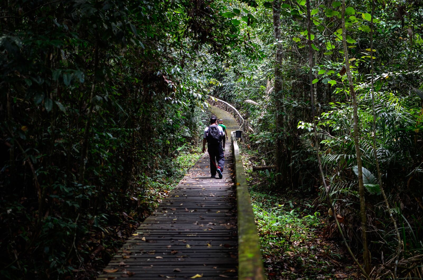 Nikon D7000 sample photo. Jungle, forest, sarawak photography