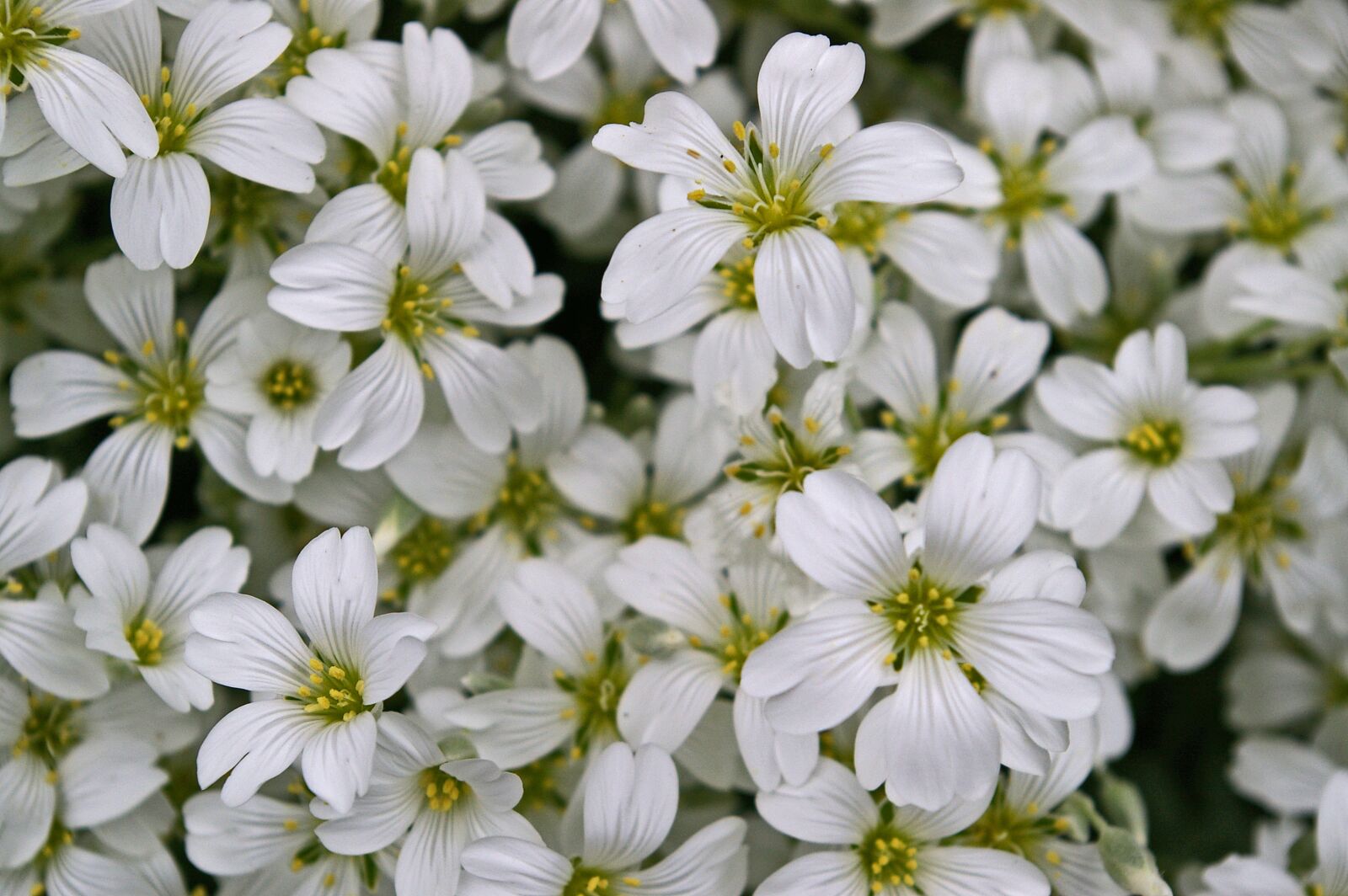 Pentax *ist DL2 sample photo. Cerastium tomentosum, ground cover photography