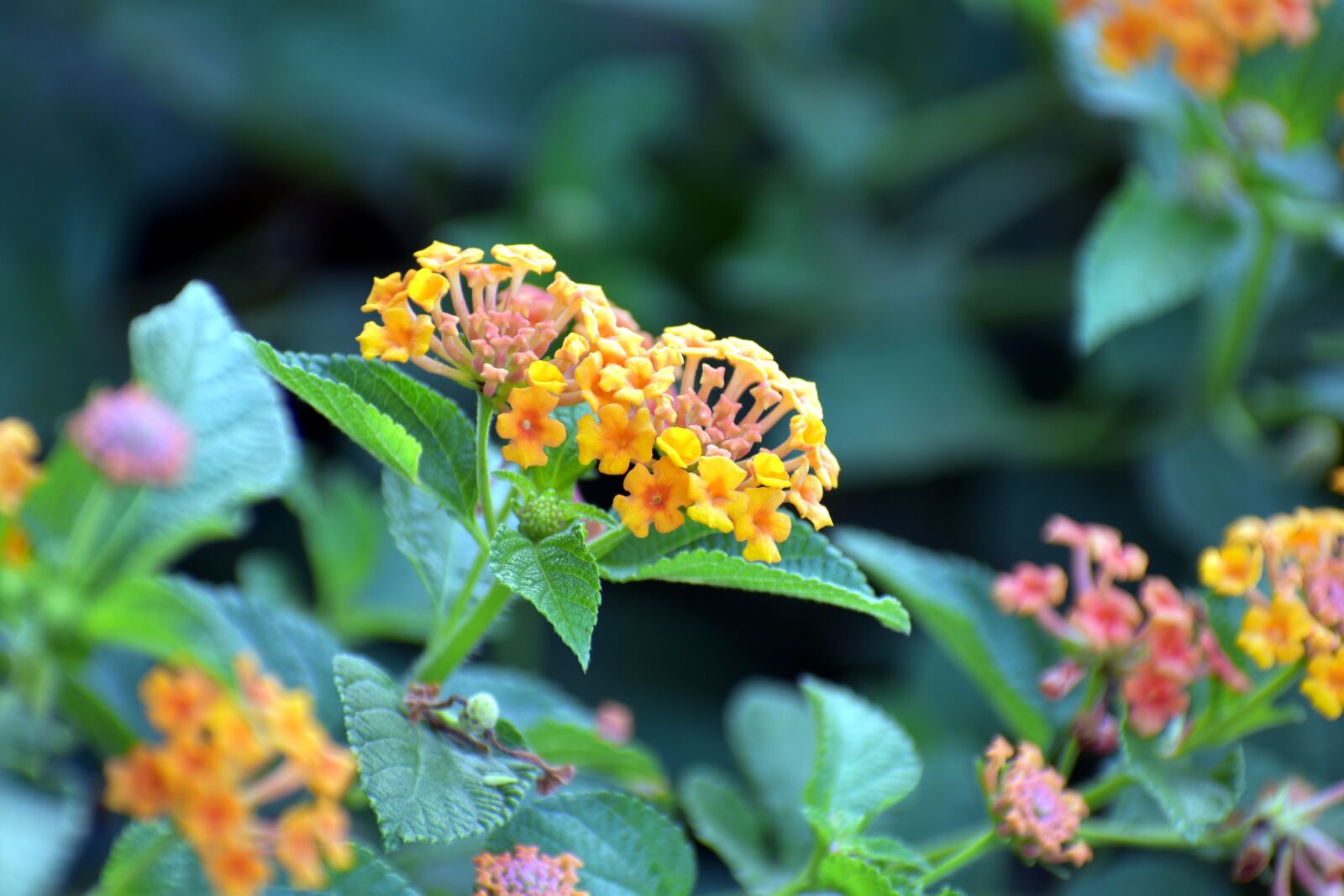 Nikon D5600 sample photo. Lantana camara, red-sage flower photography