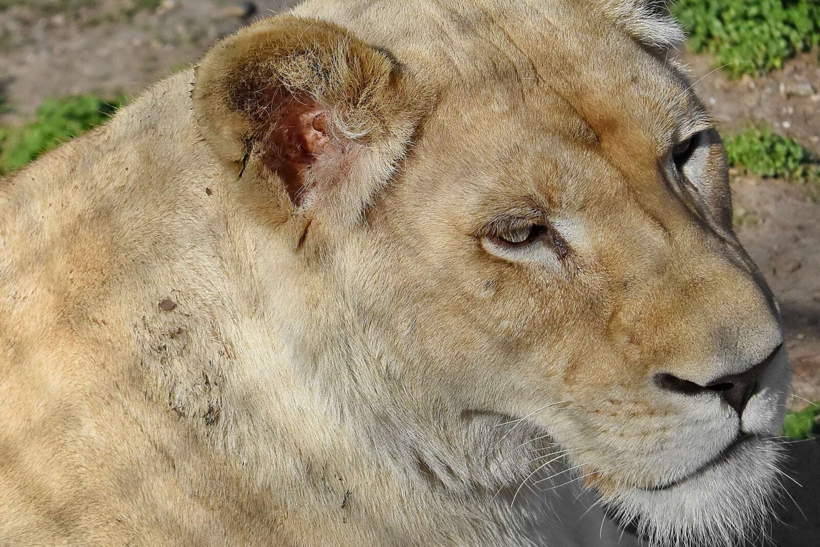 Nikon D5500 sample photo. Cat, carnivore, lion, wild photography