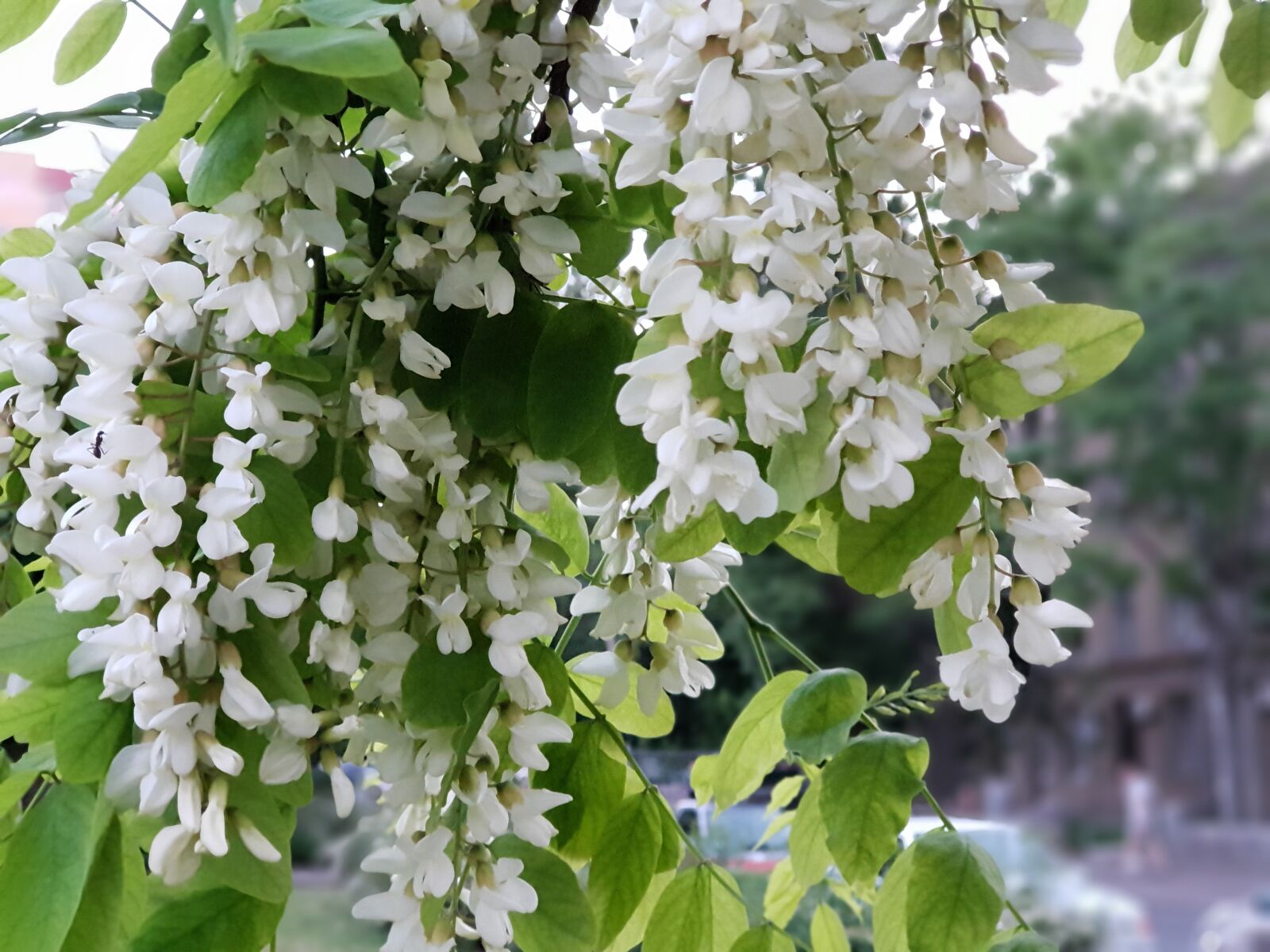Samsung Galaxy S9+ sample photo. Acacia spring white plant photography
