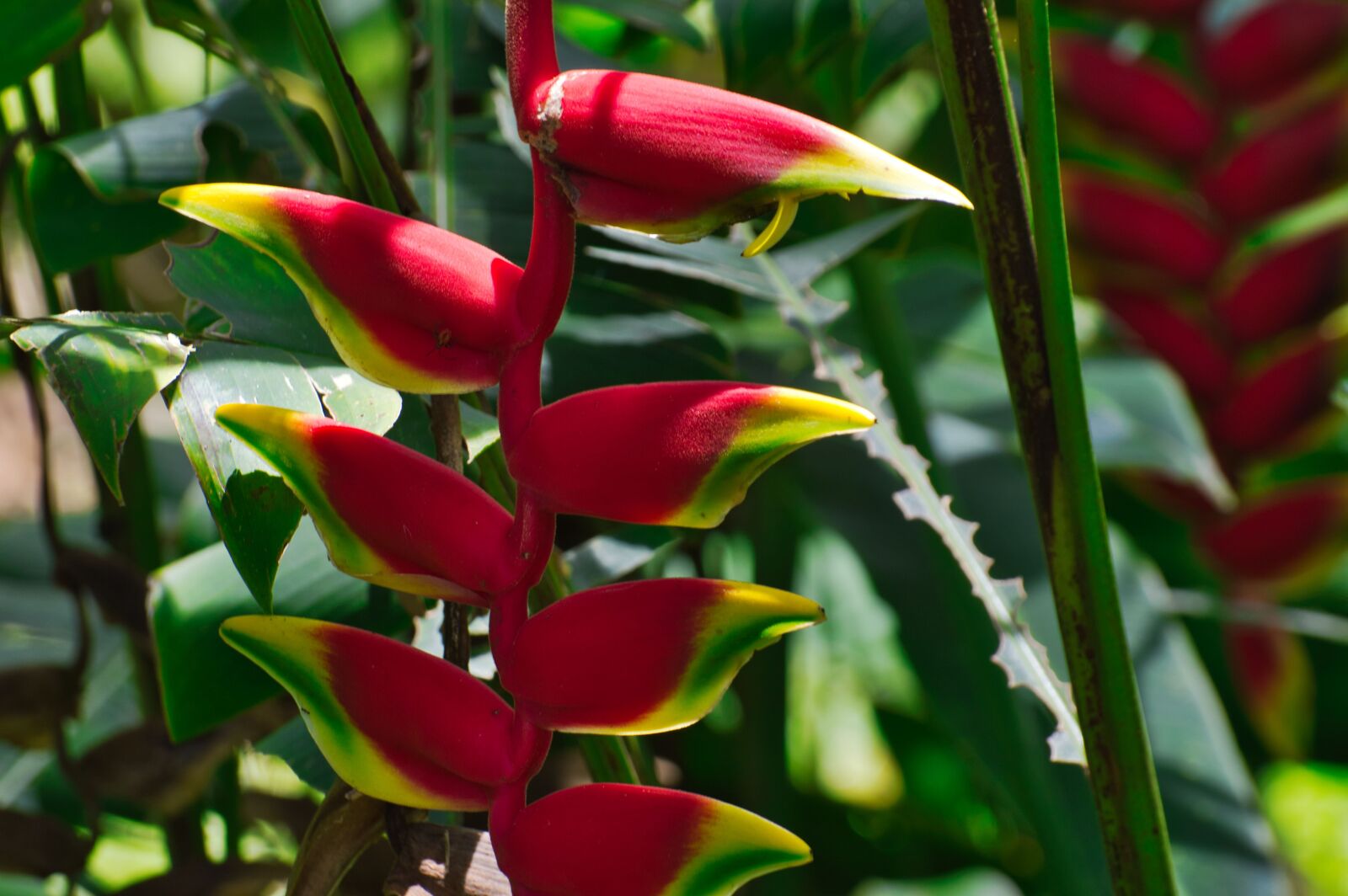 Nikon D3200 sample photo. Cartago, costa rica, heliconia photography