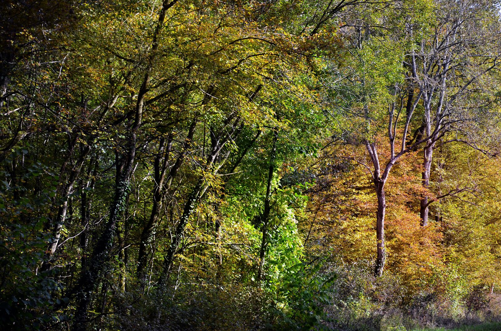 Nikon D5100 sample photo. Forest, trees, autumn photography