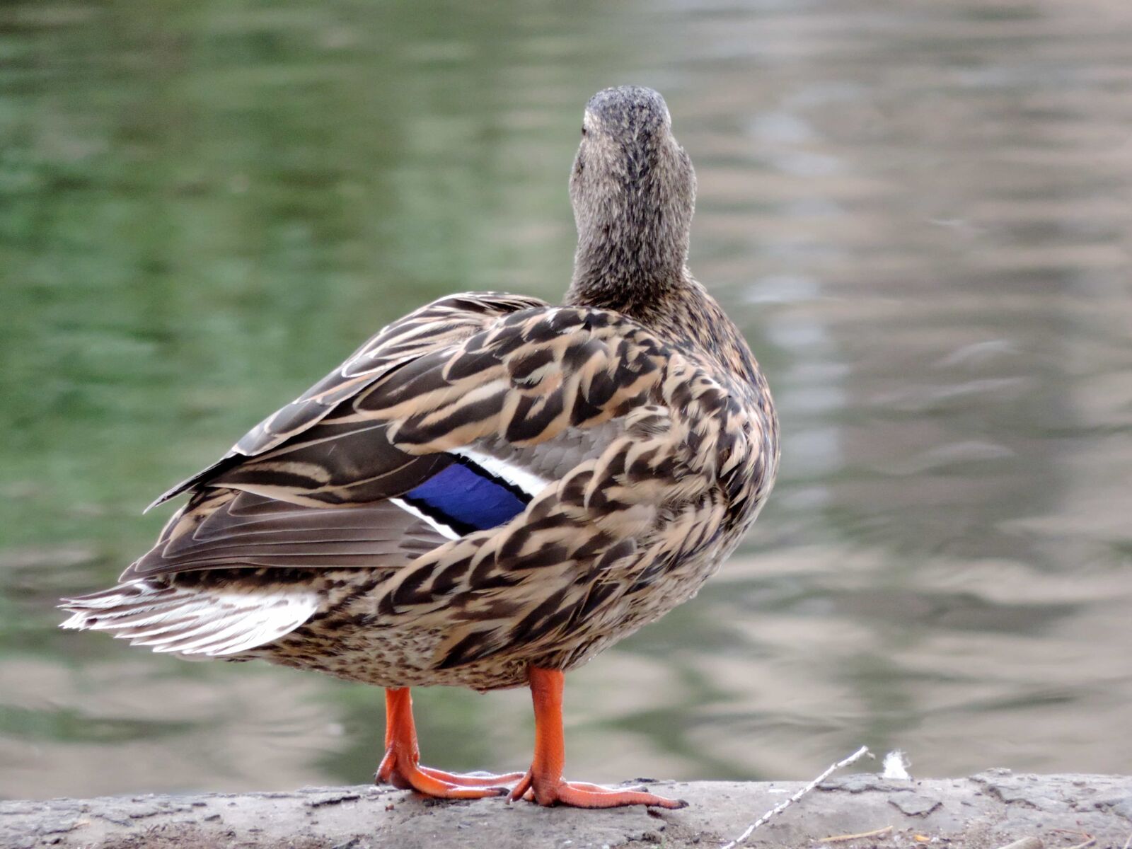 Nikon Coolpix P520 sample photo. Duck bird, waterfowl, wildlife photography