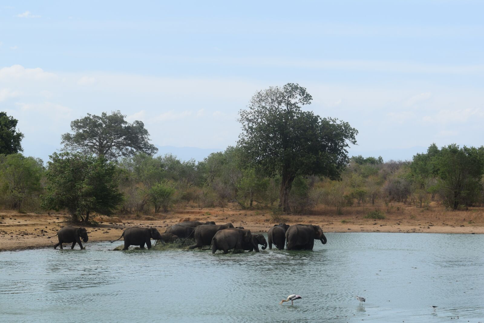 Nikon D3300 sample photo. Elephants, bathing, water photography