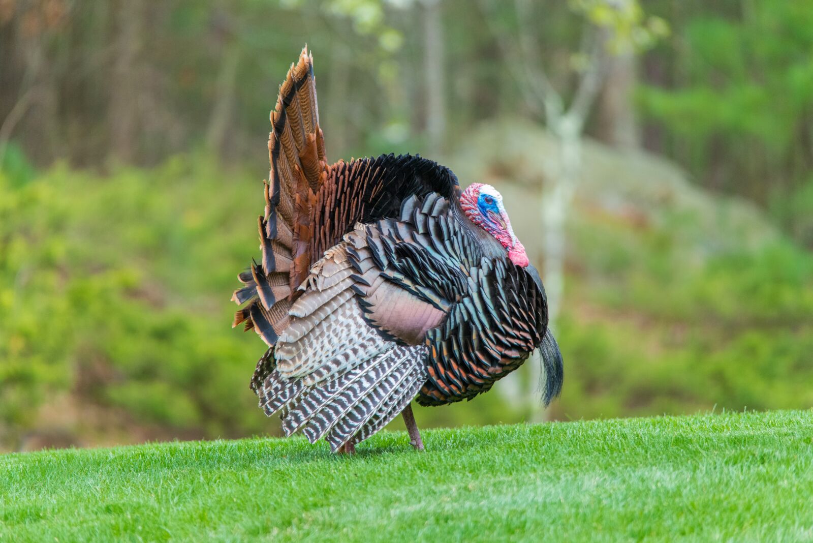 Nikon D800 sample photo. Wildlife, turkeys, birds photography