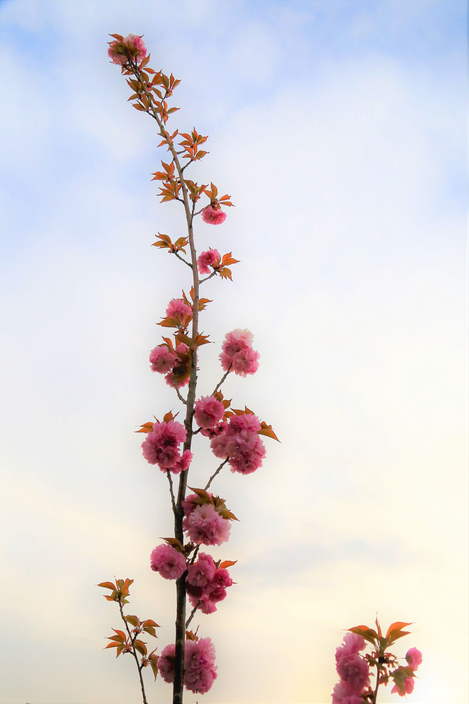 Canon EOS 5D Mark III sample photo. Flower, spring, nature photography