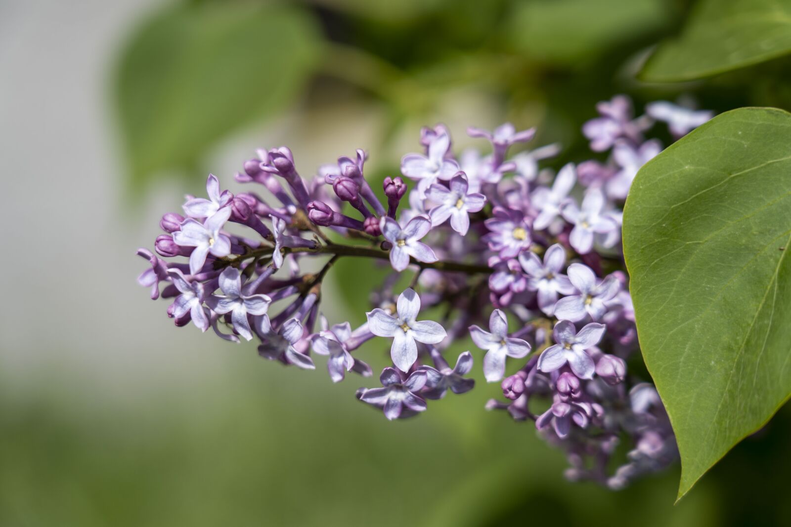 Sony FE 24-105mm F4 G OSS sample photo. Lilac, garden, nature photography