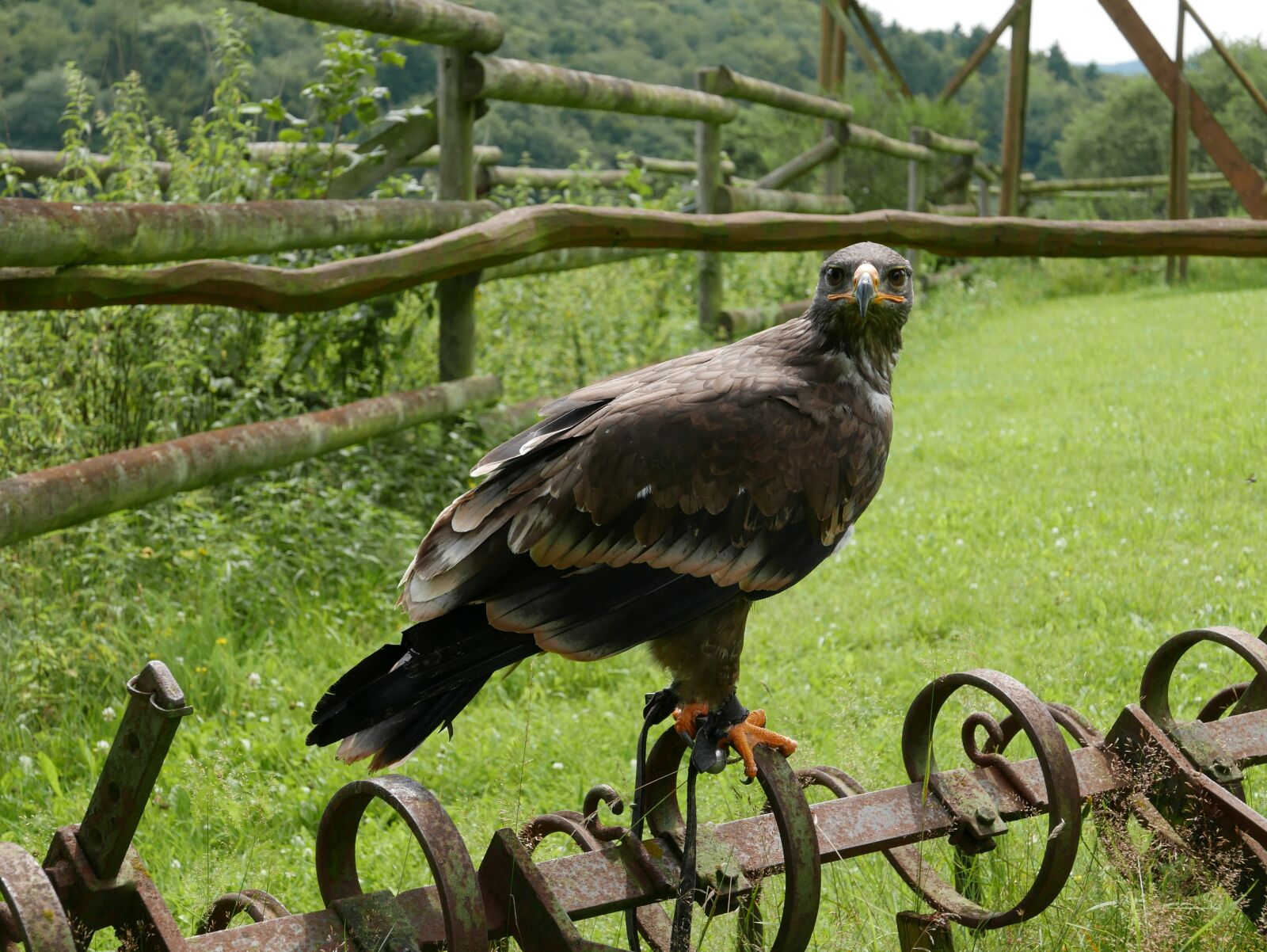 Panasonic Lumix DMC-LX100 sample photo. Nature, grass, animal world photography