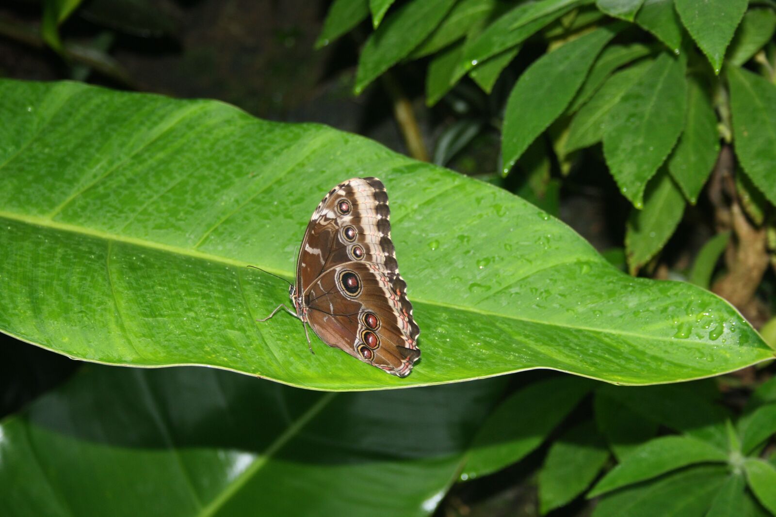 Canon EOS 1000D (EOS Digital Rebel XS / EOS Kiss F) sample photo. Butterflies, braun butterfly, tropical photography