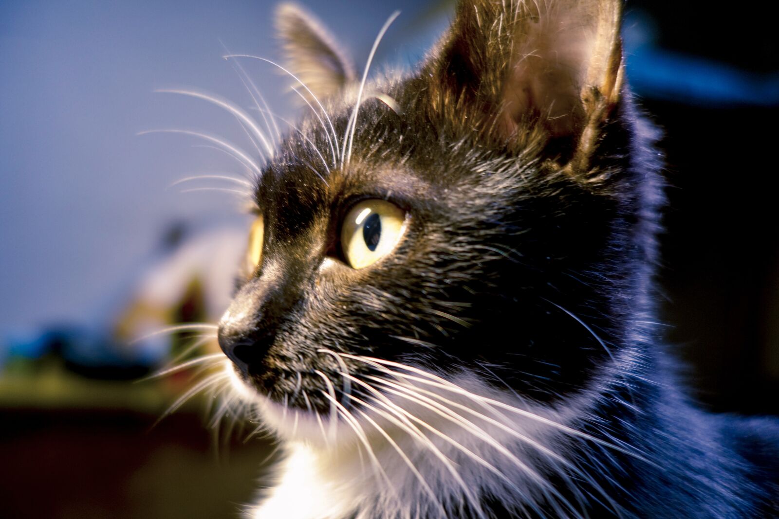 Sony Cyber-shot DSC-RX100 II sample photo. Cat, close-up, black cat photography