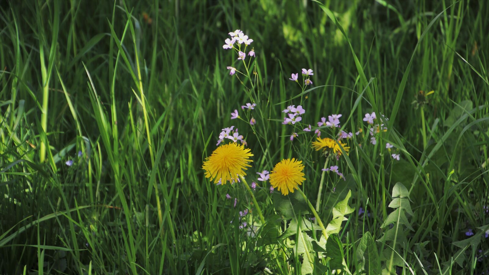 Canon EOS 80D sample photo. Green, grass, meadow photography