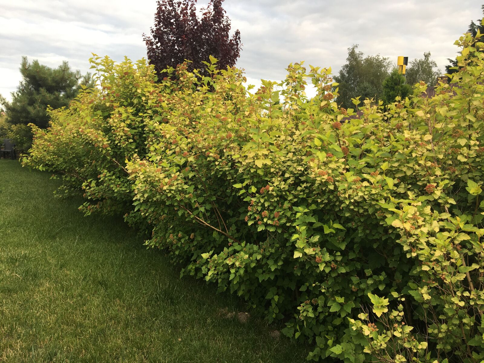 Apple iPhone 6s sample photo. Hedge, fencing, garden photography