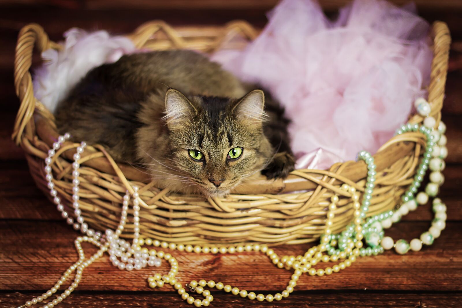 Canon EOS 600D (Rebel EOS T3i / EOS Kiss X5) sample photo. Cat, fur, basket photography