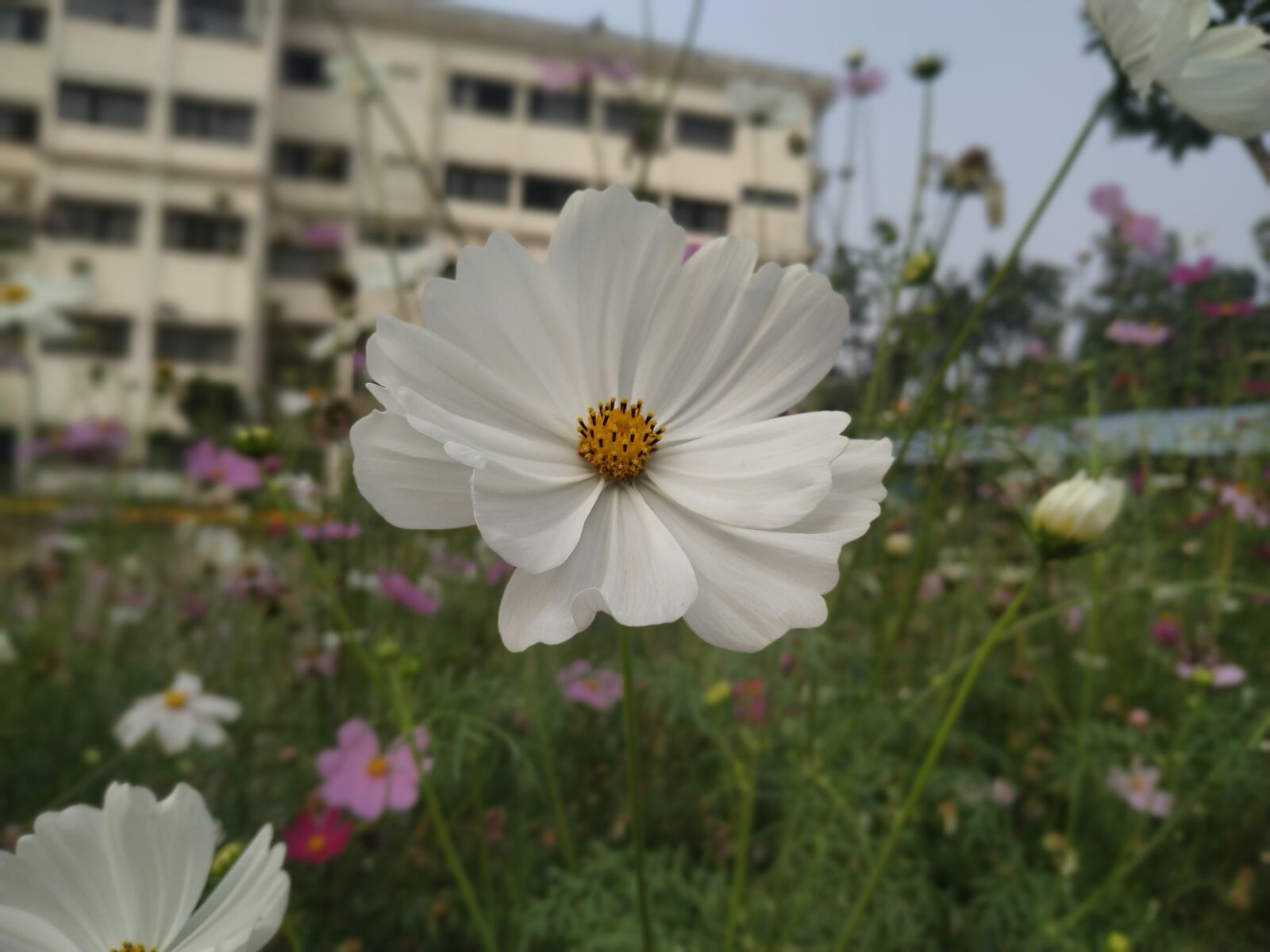 Xiaomi Redmi Note 6 Pro sample photo. Flowers, image, white flowers photography