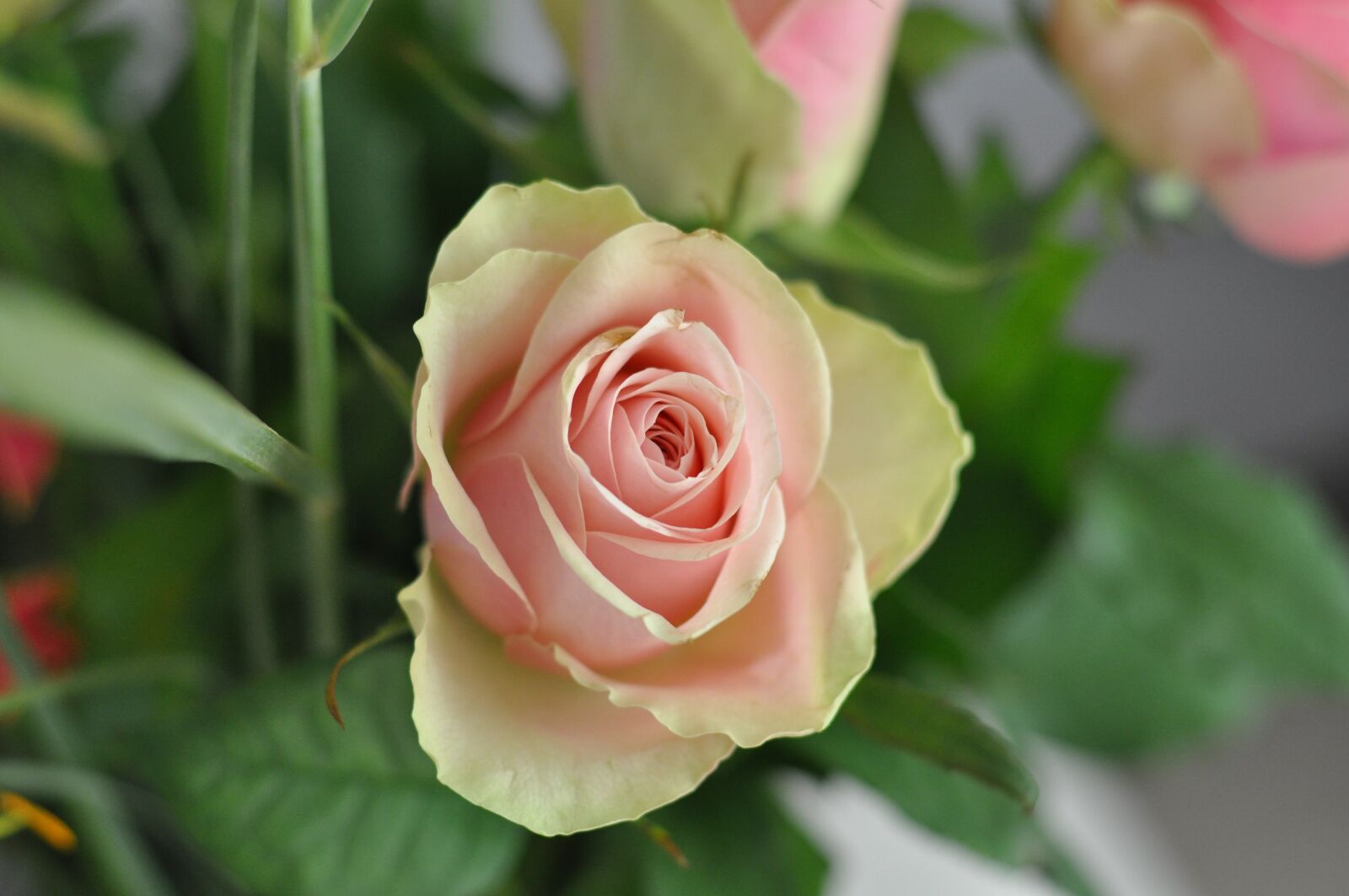 Nikon D5000 sample photo. Rose, flower, blossom photography