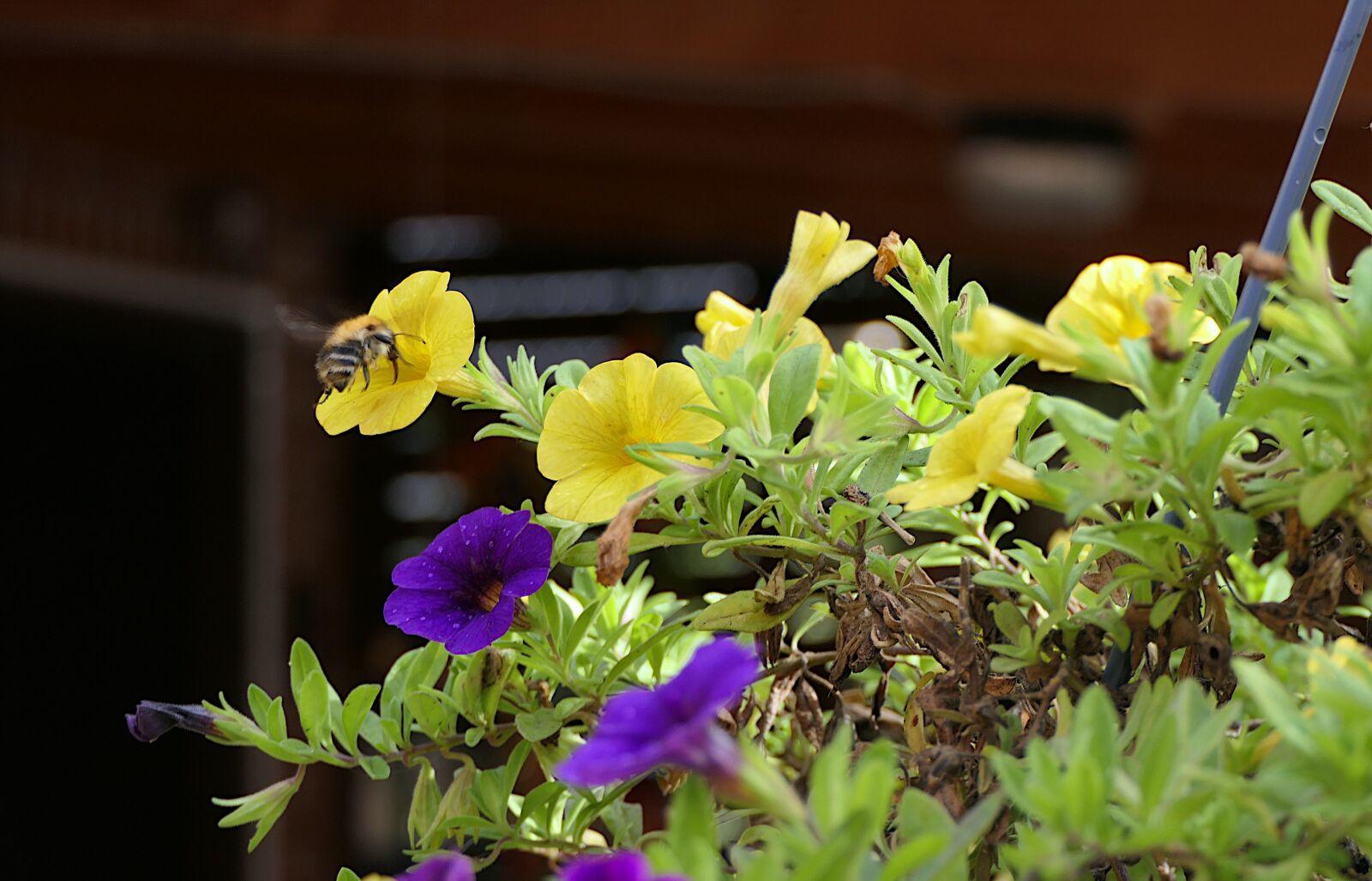 Panasonic Lumix DMC-FZ2500 (Lumix DMC-FZ2000) sample photo. Bug, bee, nectar photography
