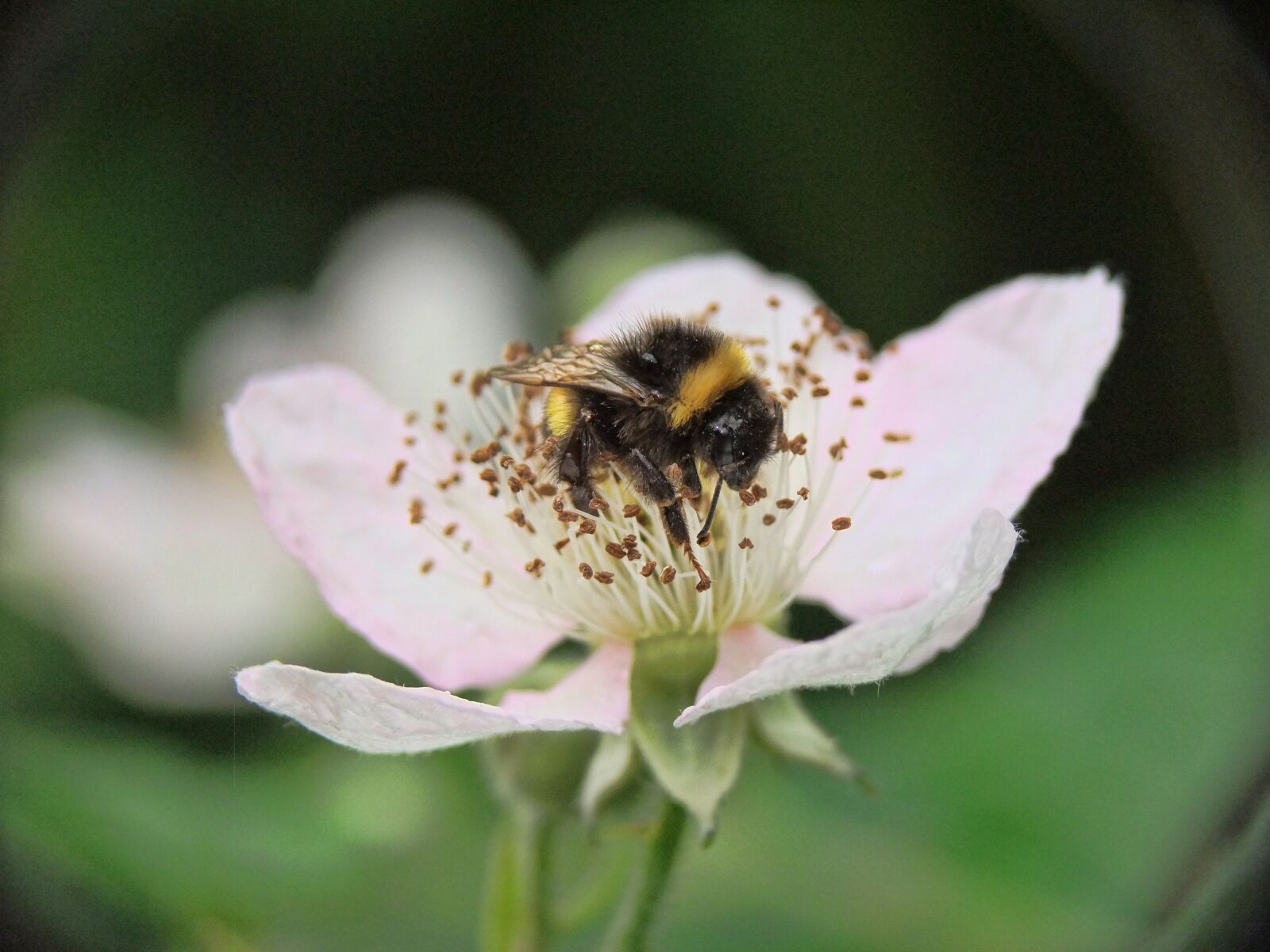 FujiFilm FinePix S200EXR (FinePix S205EXR) sample photo. Bee, flower, pollen photography