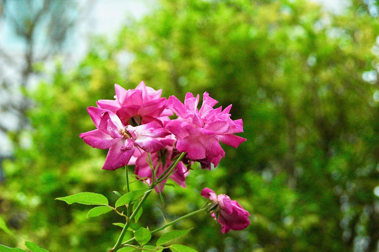 Nikon D70s sample photo. Nature, flower, flora photography