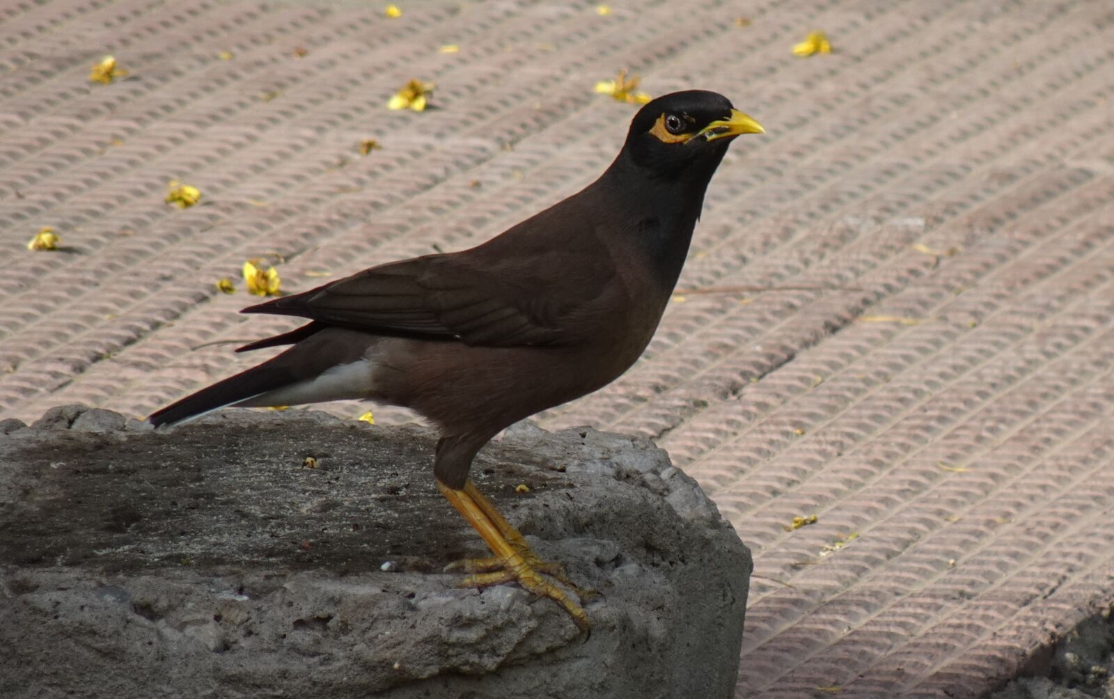 Sony DSC-WX800 sample photo. Common myna, indian myna photography