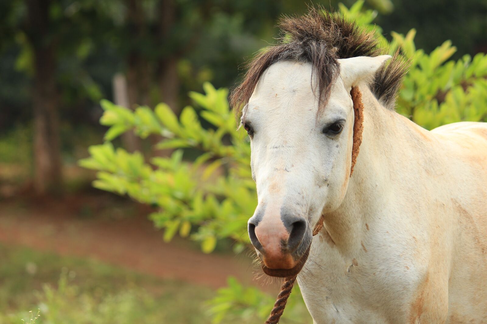 Canon EOS 700D (EOS Rebel T5i / EOS Kiss X7i) sample photo. Animals, horse, pet photography