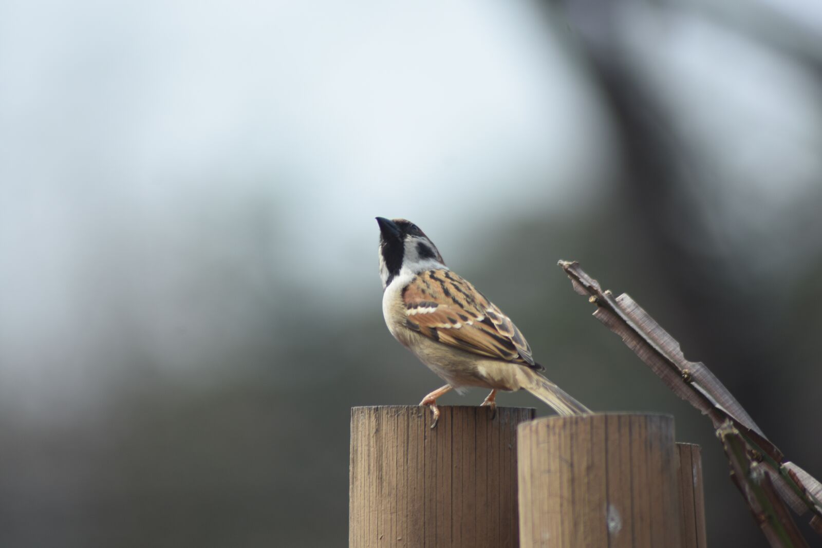 Nikon D7200 sample photo. New, nature, sparrow photography
