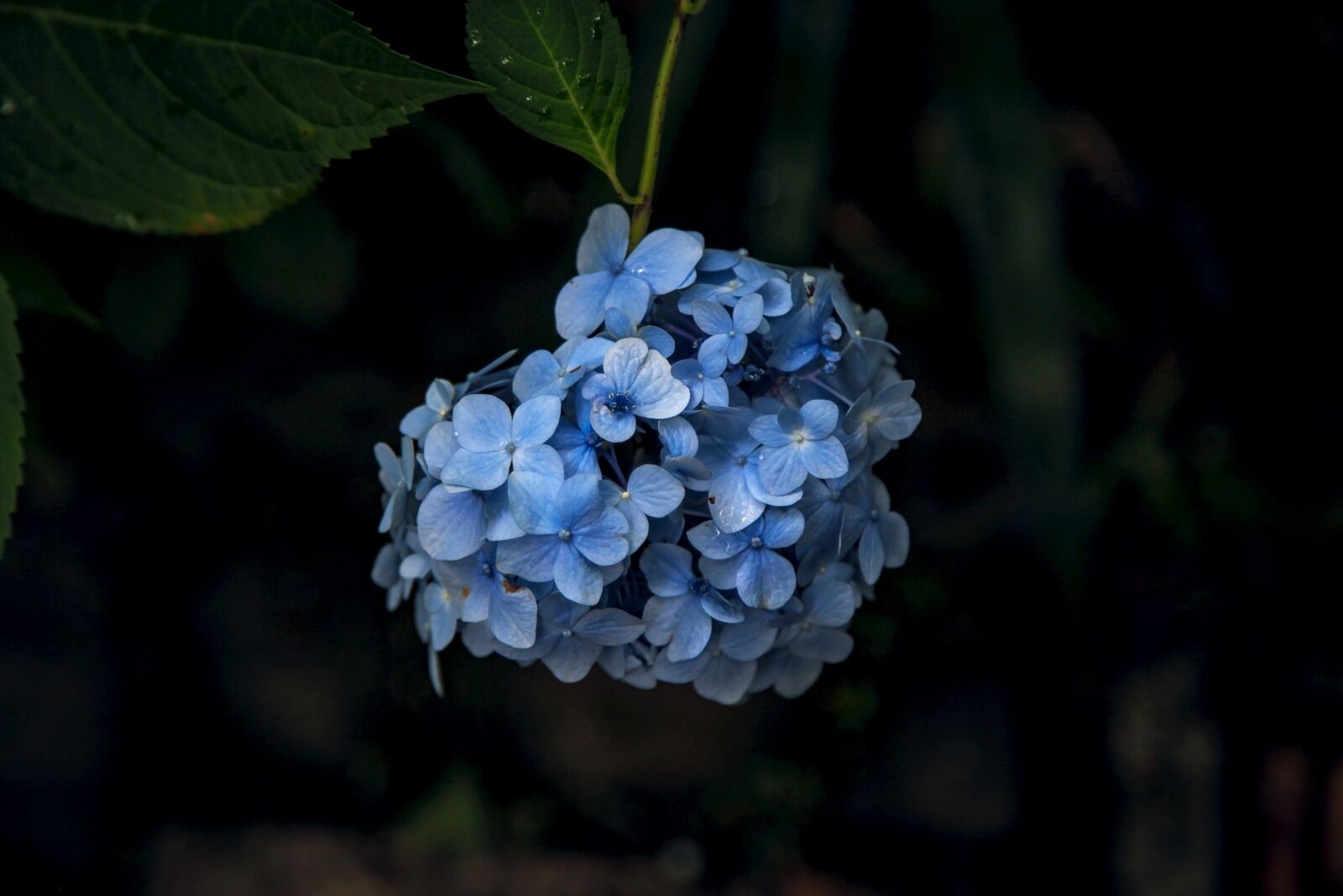 Canon EOS 5D Mark II sample photo. Hydrangea, kamakura, flowers photography