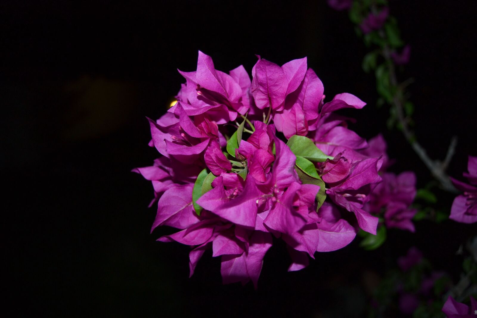 Nikon D3100 sample photo. Flower, nature, spring photography