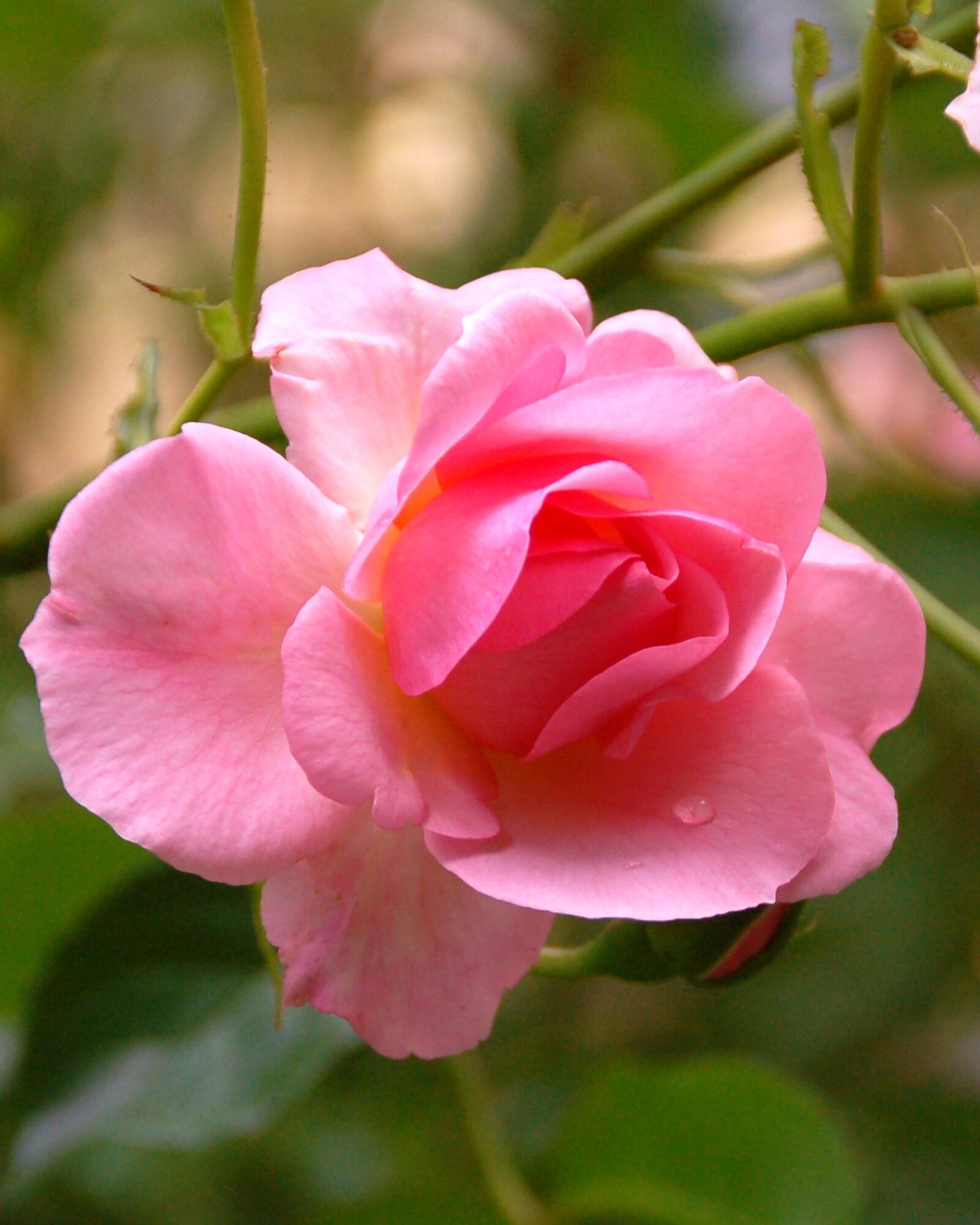 Nikon D50 sample photo. Rose, pink, bloom photography