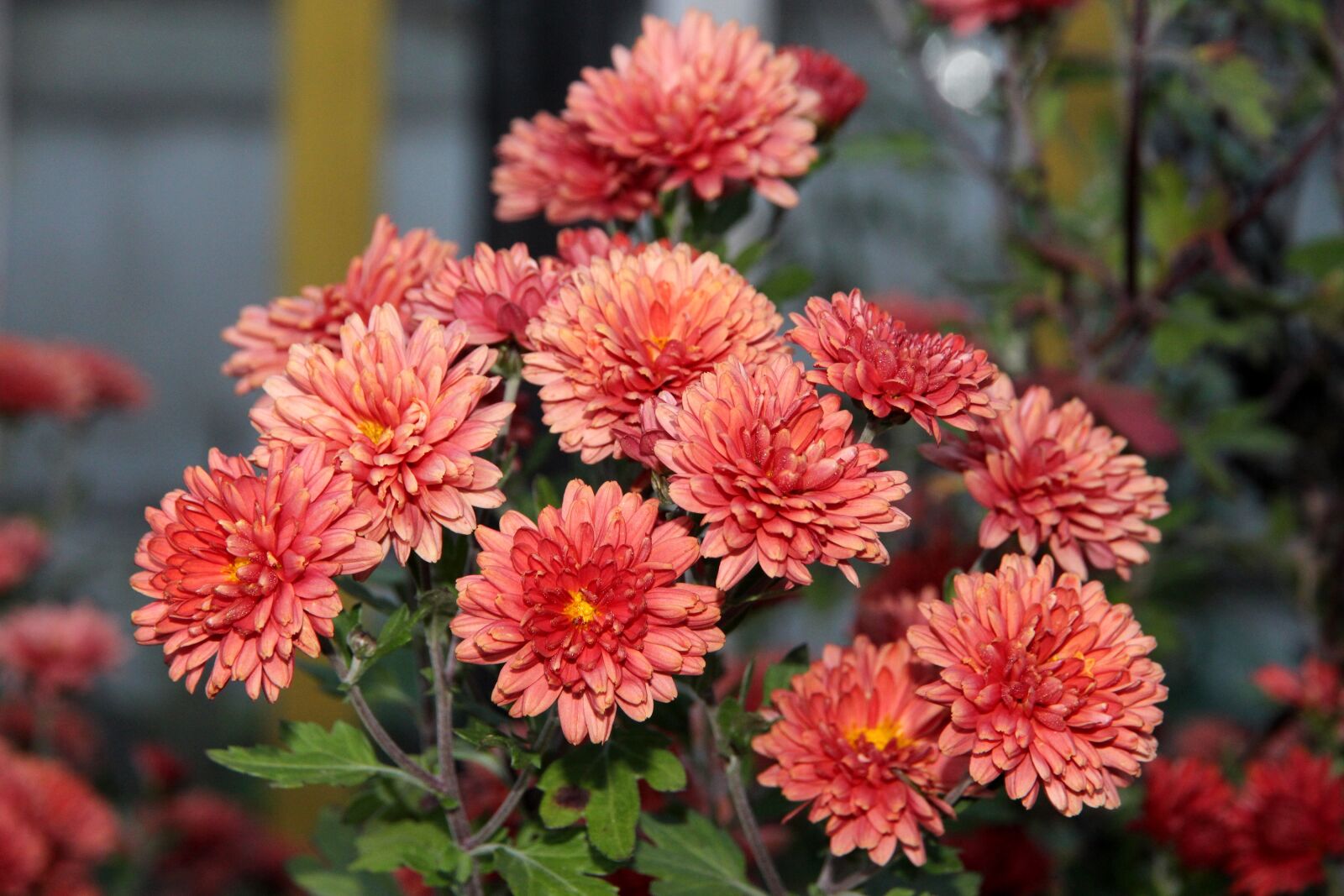Canon EOS 650D (EOS Rebel T4i / EOS Kiss X6i) sample photo. Chrysanthemum, flower, nature photography