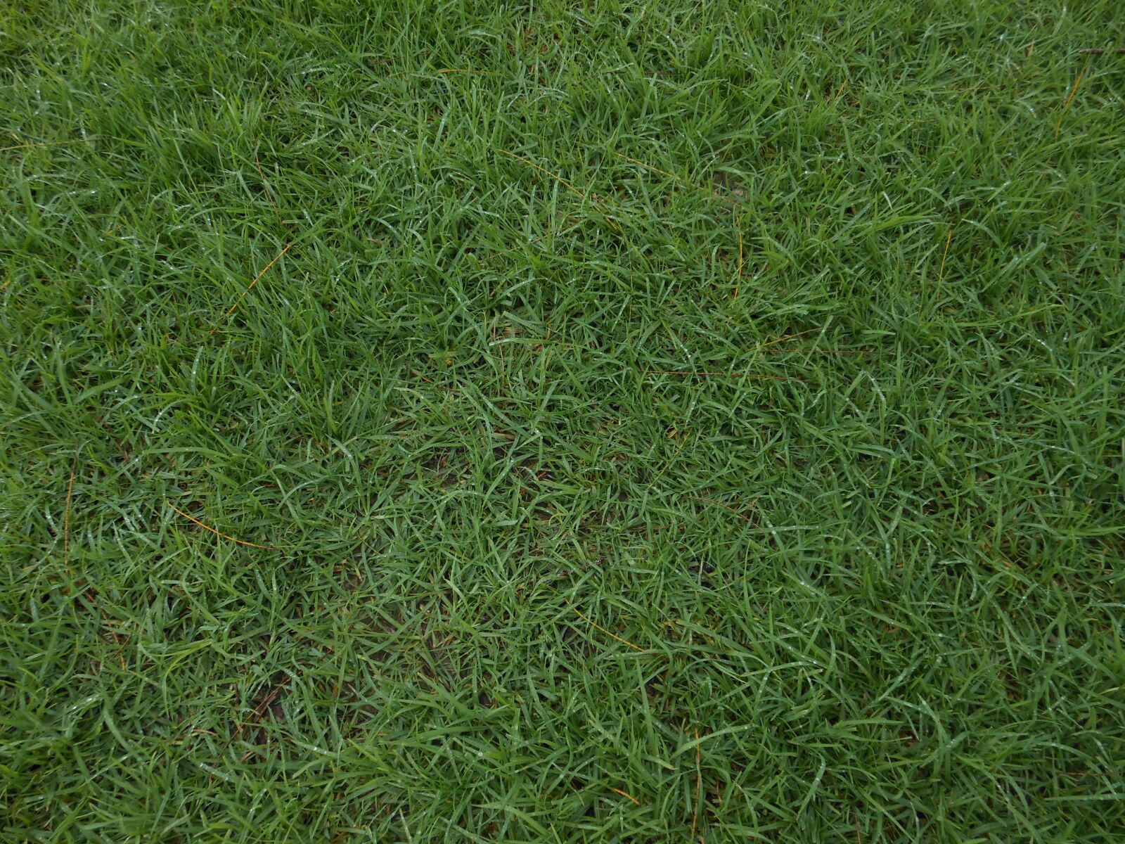 Nikon Coolpix S6200 sample photo. Grass, green, lawn photography