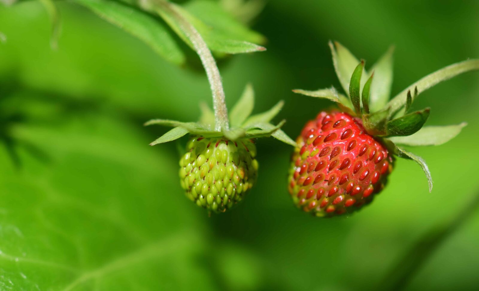 Nikon D3300 sample photo. Summer, fruit, berry, nature photography