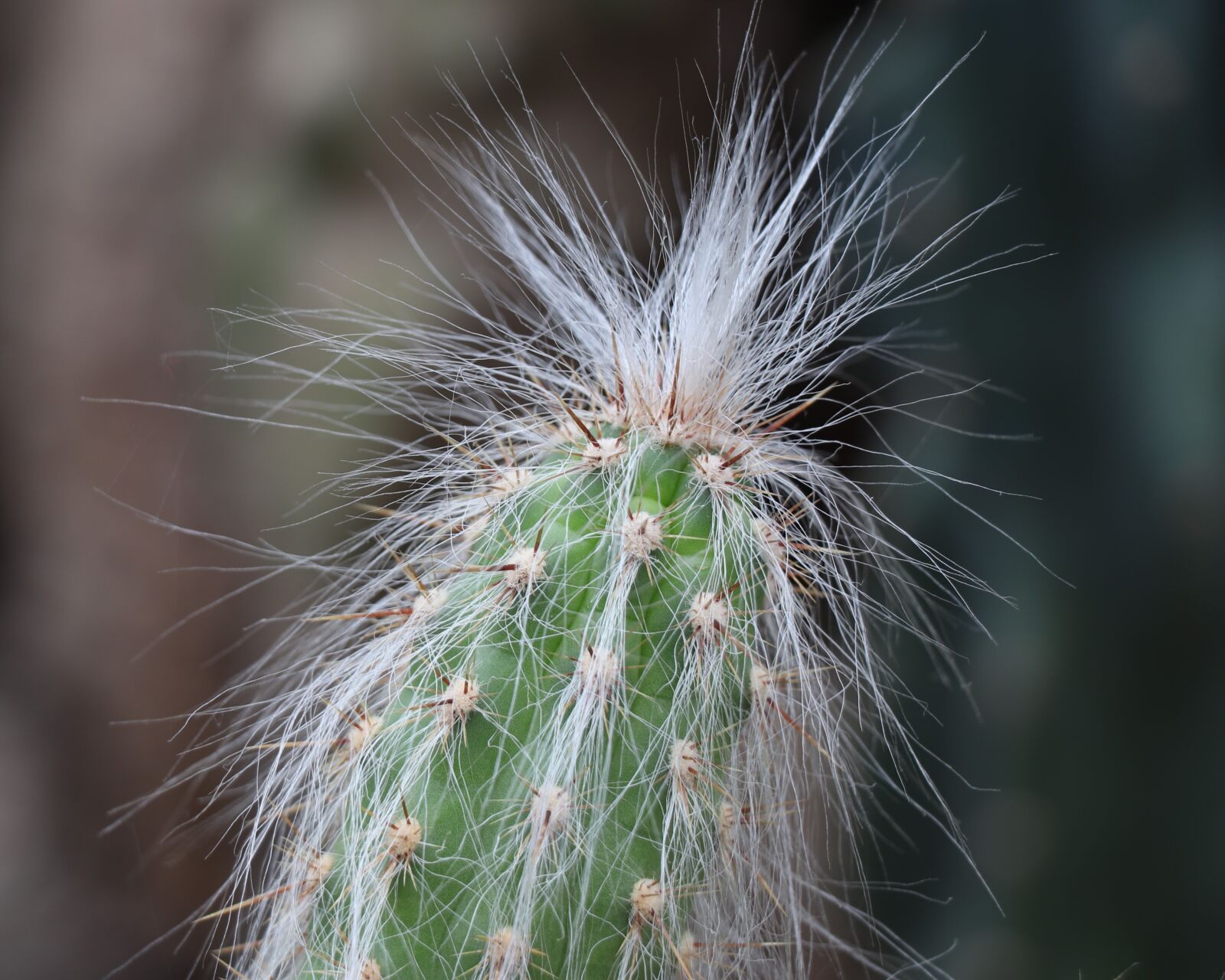 Canon EOS 77D (EOS 9000D / EOS 770D) sample photo. Cactus, tropics, hair photography