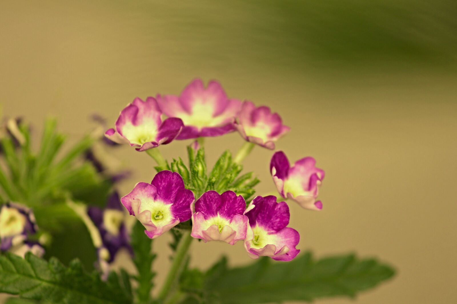 Canon EOS 1100D (EOS Rebel T3 / EOS Kiss X50) sample photo. Verbena, ornamental flower, verbena photography