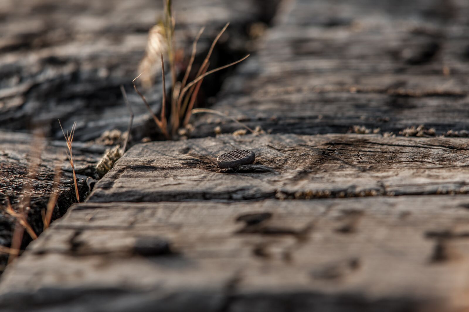 Canon EOS 5D Mark II sample photo. Wood, galicia, countryside photography