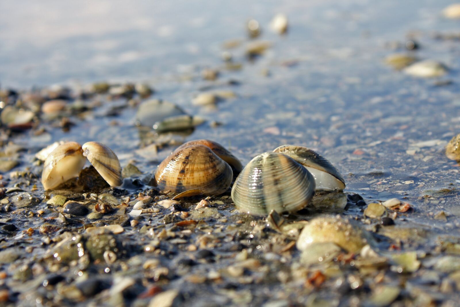 Canon EOS 1000D (EOS Digital Rebel XS / EOS Kiss F) sample photo. Shell, macro, nature photography