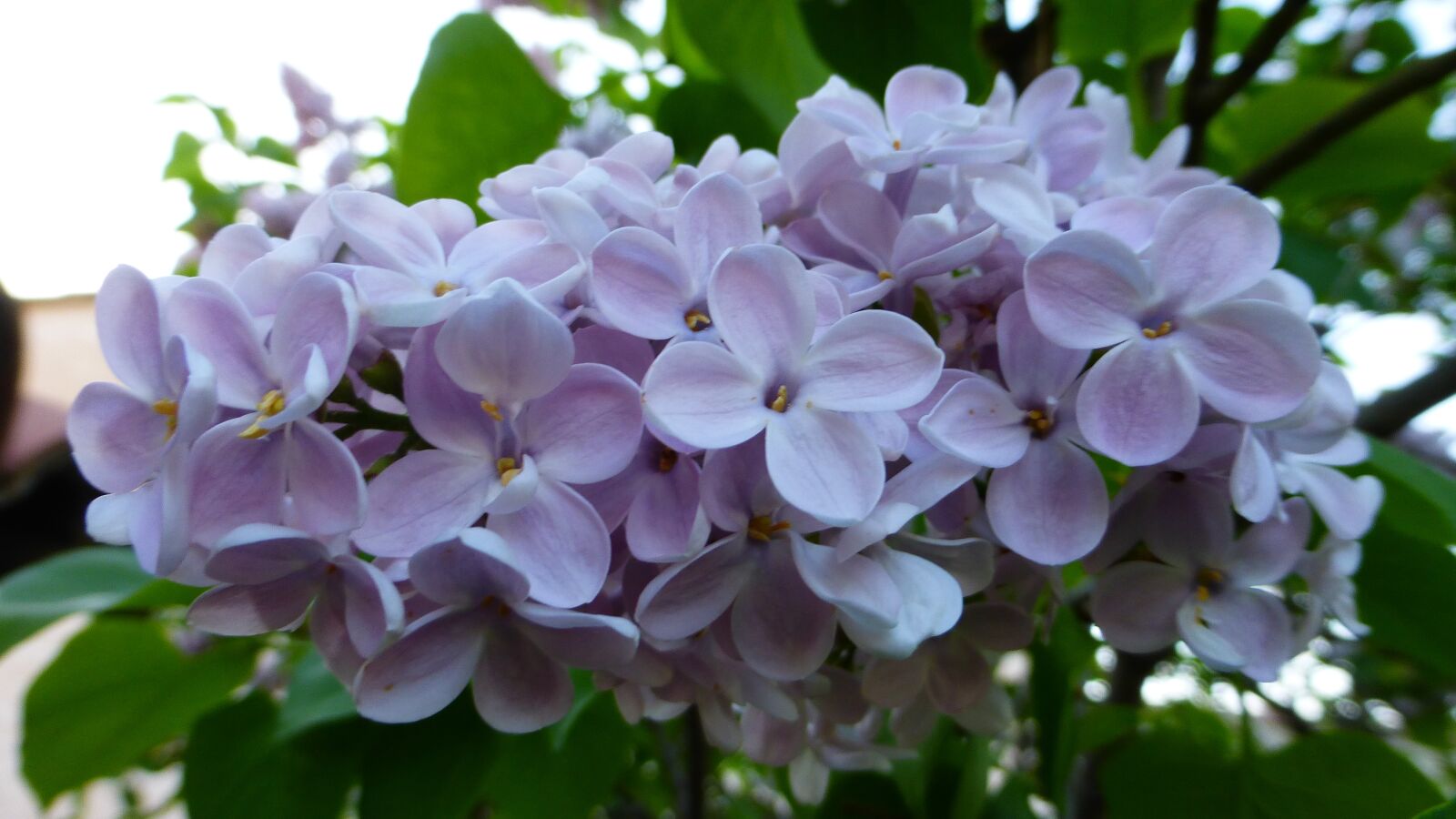 Panasonic Lumix DMC-ZS25 (Lumix DMC-TZ35) sample photo. Flower, plant, nature photography