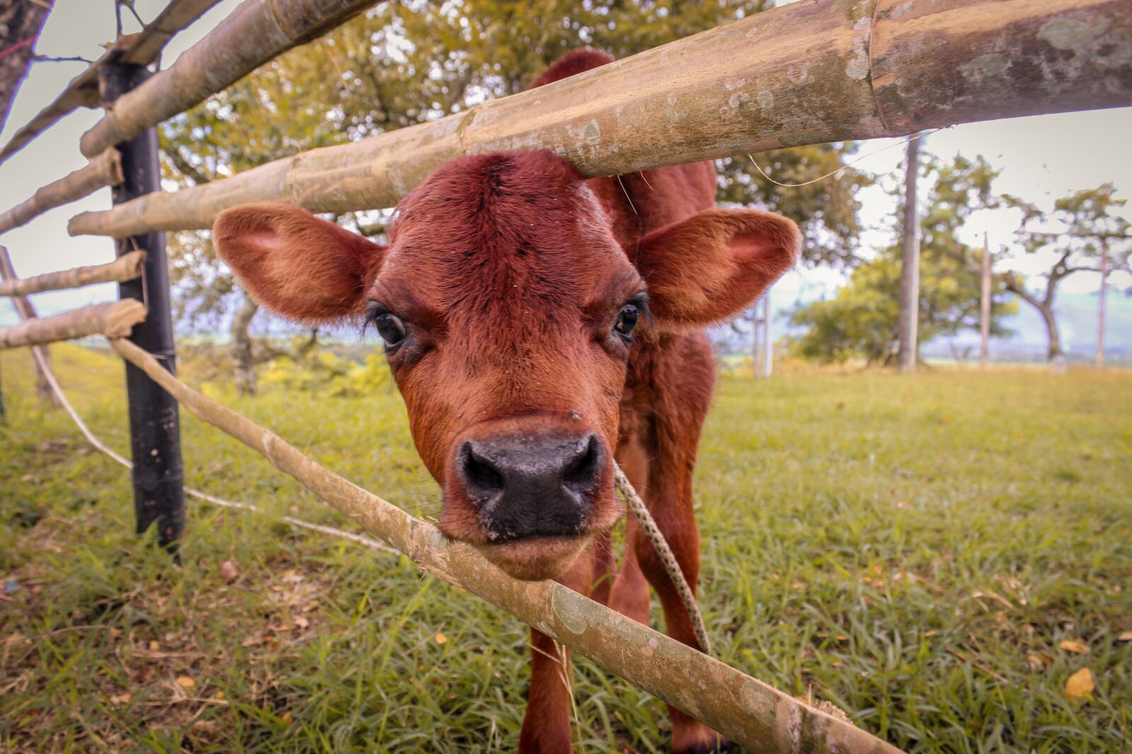 Canon EOS 1200D (EOS Rebel T5 / EOS Kiss X70 / EOS Hi) sample photo. Cow, livestock, calf photography