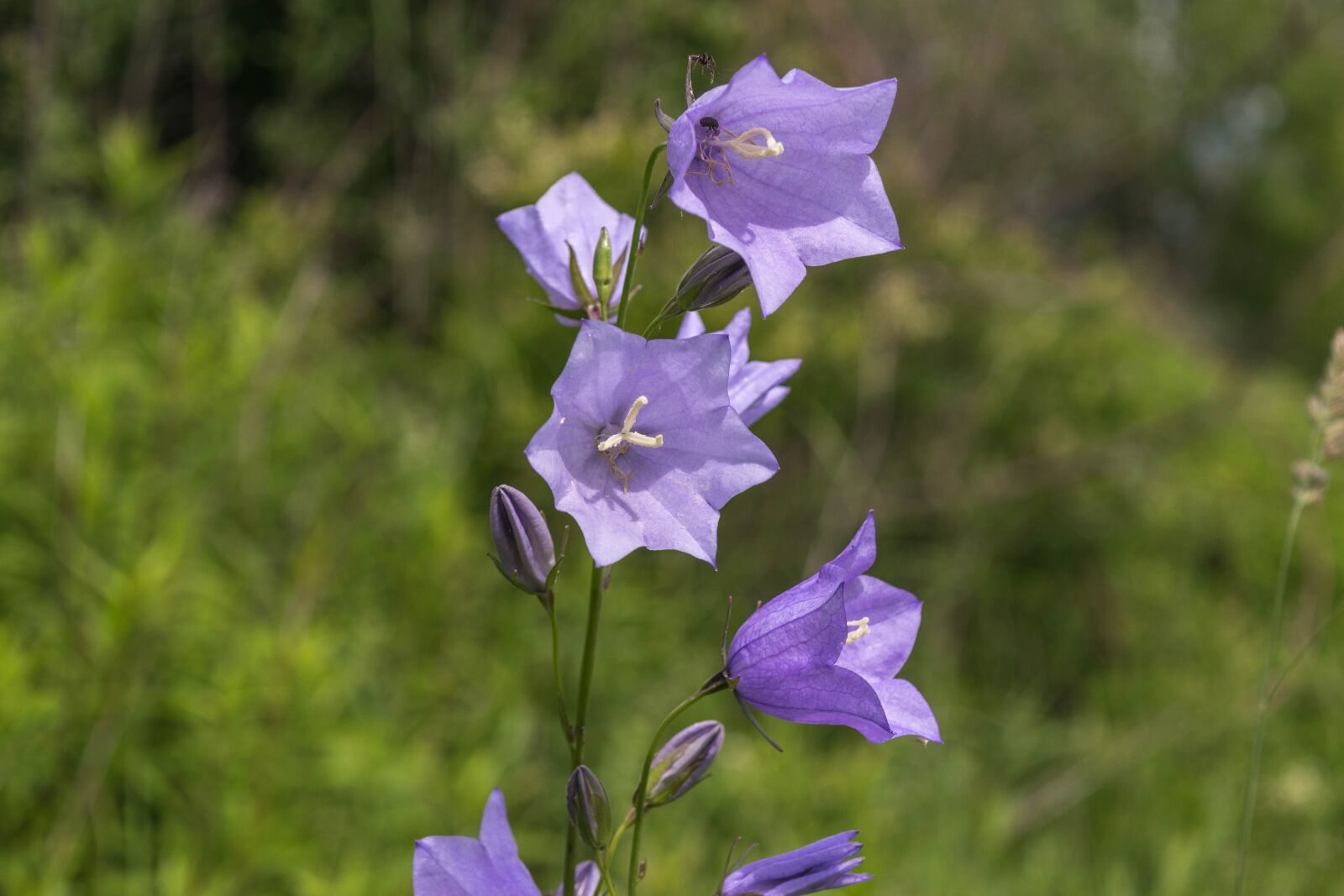 Nikon D3300 sample photo. Bellflower, blossom, bloom photography