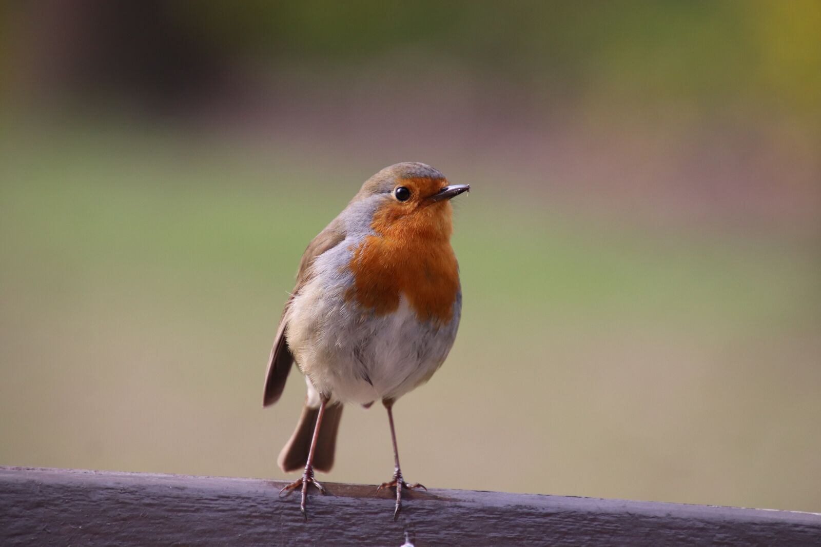 Canon EOS 800D (EOS Rebel T7i / EOS Kiss X9i) sample photo. Robin, birds, sparrows photography