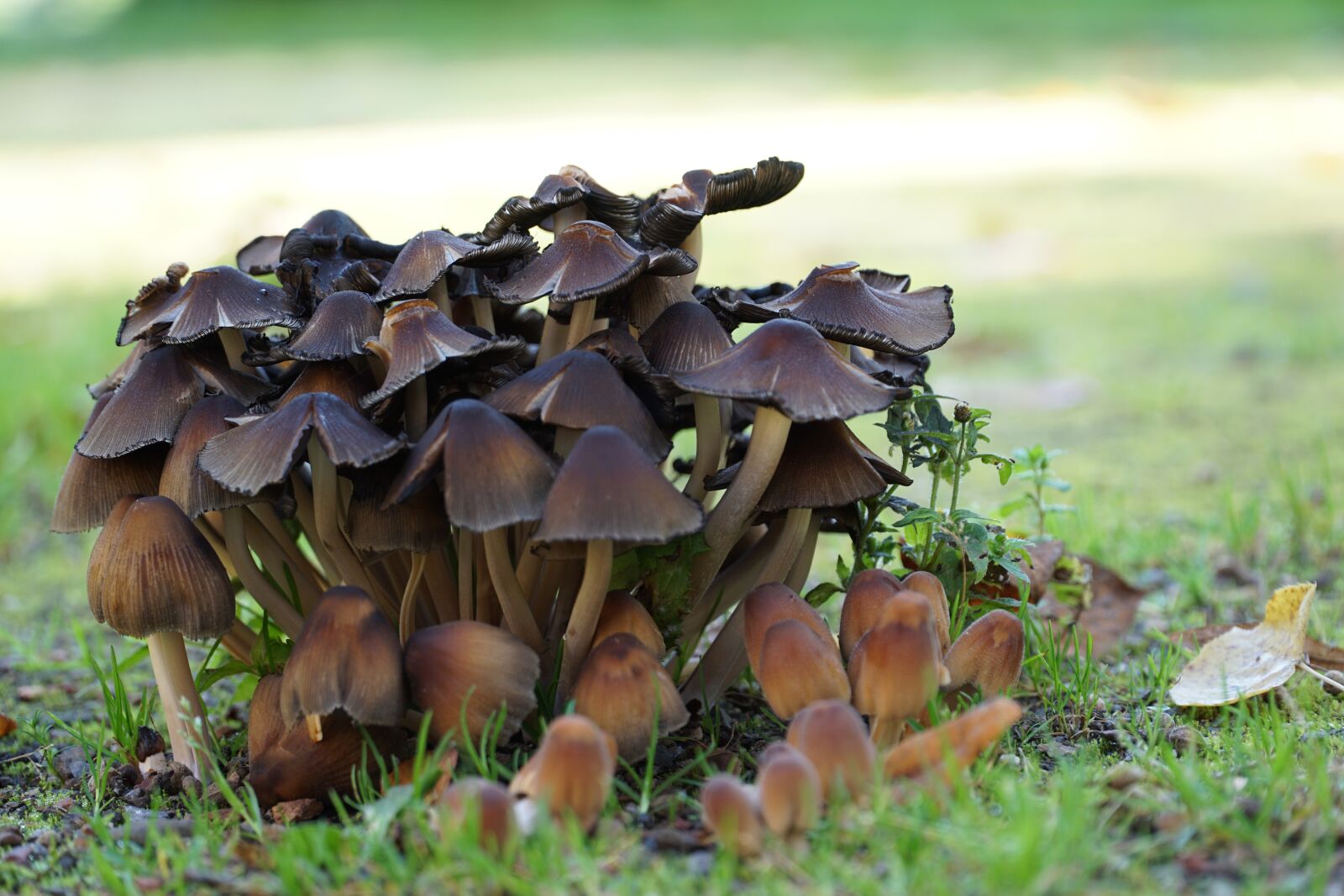 Sony a6000 + Sony E PZ 18-105mm F4 G OSS sample photo. Mushrooms, autumn, forest photography