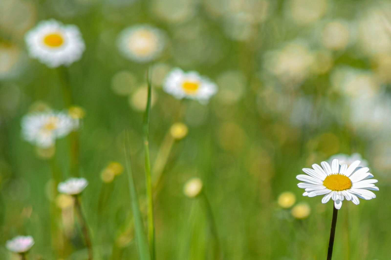 Nikon D5300 sample photo. Flower, nature, grass photography