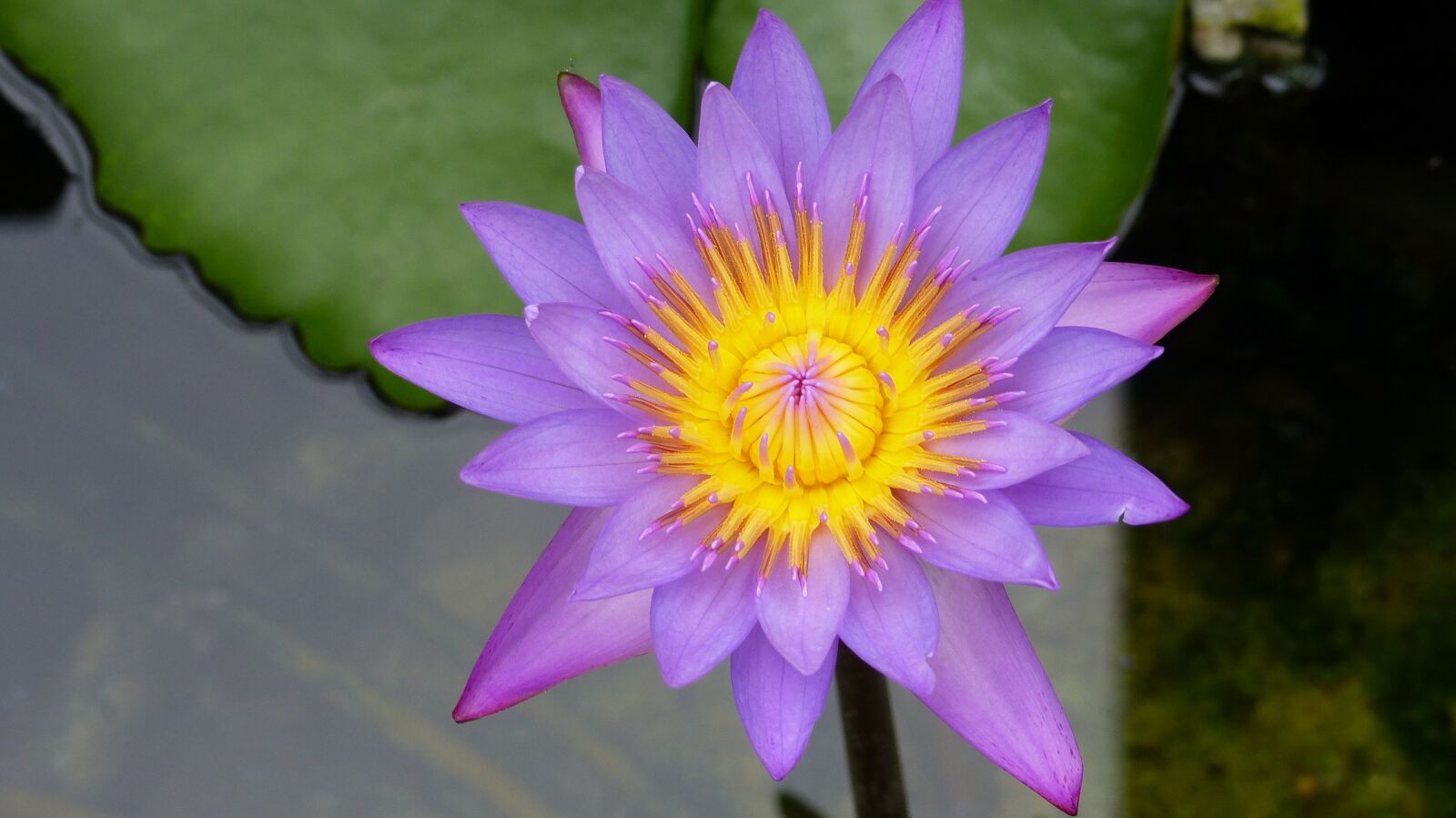 Panasonic Lumix DMC-FZ200 sample photo. Flower, water lily, lake photography