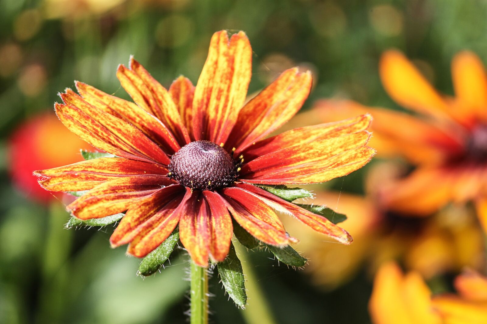 Canon EOS 1100D (EOS Rebel T3 / EOS Kiss X50) sample photo. Rudbeckia, orange, composites photography